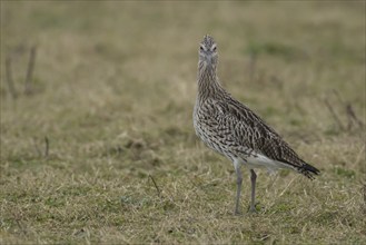 Eurasian curlew (Numenius arquata) adult bird standing on grassland, Lincolnshire, England, United