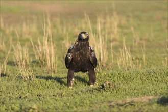 Iberian Eagle, Spanish Imperial Eagle (Aquila adalberti), Extremadura, Castilla La Mancha, Spain,