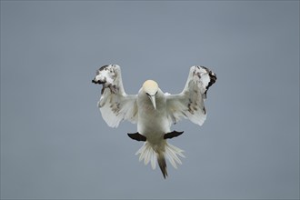 Northern gannet (Morus bassanus) adult bird in flight on approach to landing, Yorkshire, England,