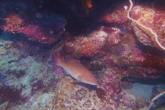 Coral trout (Plectropomus leopardus) in the great barrier reef in spring, Cairns, Australia,