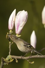 European chaffinch (Fringilla coelebs) adult female bird feeding in a flowering garden Magnolia