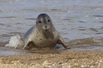 Common seal (Phoca vitulina) adult animal emerging out of the sea onto a beach, Norfolk, England,