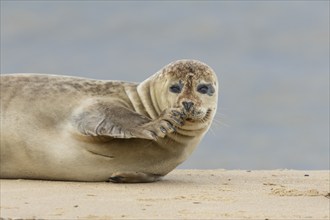 Common seal (Phoca vitulina) adult animal resting on a beach, Norfolk, England, United Kingdom,