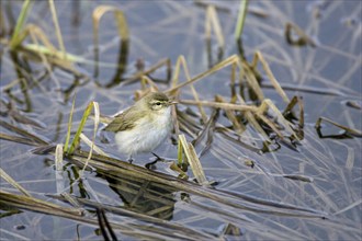 Willow Warbler looking for food, (Phylloscopus trochilus), songbird, Vardö, Varanger, Norway,