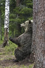 Brown bear, (Ursus (genus) arctos) Bear rubbing its fur on a tree trunk, Finland, Finland, Europe