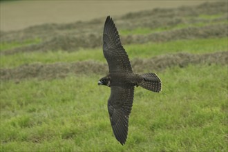 Gerfalcon Peregrine Falcon (Falco rusticolus, Falco peregrinus) young hybrid mating bird in