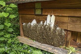 Bee colony, many bees, Western or European honey bee (Apis mellifera), wild construction of natural