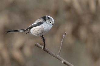 Long-tailed Tit (Aegithalos caudatus), Austria, Upper Austria, Europe