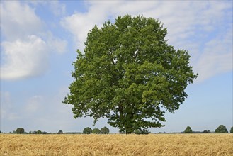 Solitary tree, oak tree (Quercus) on a stubble field, blue cloudy sky, North Rhine-Westphalia,