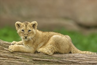 A lion cub on a log in a natural environment, captive, Germany, Europe