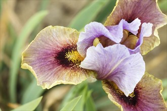 Beautiful multicolored iris flower bloom in the garden. Close up, fragility and summer concept