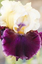 Beautiful multicolored iris flower bloom in the garden. Close up, fragility and summer concept