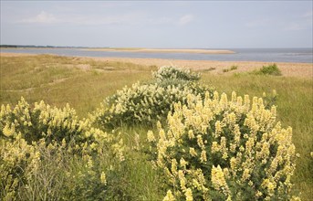 arboreus, yellow bush lupine (Lupinus) growing near North Weir Point mouth of the River Ore,