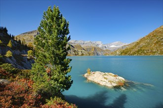 Mountain pine at Lac d'Emosson in the Valais mountains, Switzerland, Europe