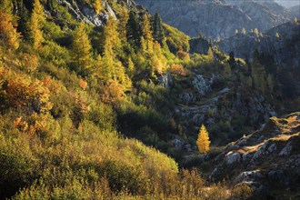 Autumnal vegetation with larches, birches and willows in rugged alpine terrain, Valais,