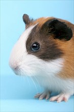 A single guinea pig, Guinea Pig Pig, Portrait, (Caviidae), Rodents, Studio