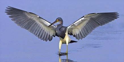 Tricolored heron (Egretta tricolor), foraging, J. N. Ding Darling National Wildlife Refuge, Sanibel