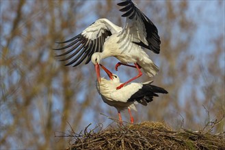 White stork (Ciconia ciconia), stork marriage, mating, copula, Altlu?heim, Germany, Europe