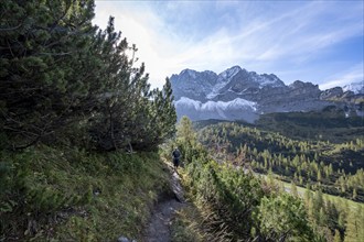 Mountaineer on a hiking trail with mountain pines, mountain panorama with rocky steep peaks, view