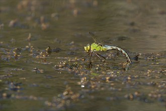 Emperor dragonfly (Anax imperator) adult female insect laying its eggs in the water of a pond,