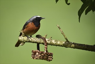 Common redstart (phoenicurus phoenicurus) on a branch, Germany, Europe