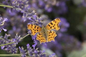 Comma butterfly (Polygonia c-album) adult insect feeding on blue Lavender flowers in a garden,