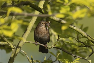 Eurasian blackbird (Turdus merula) adult female bird with worms for food in its mouth in a