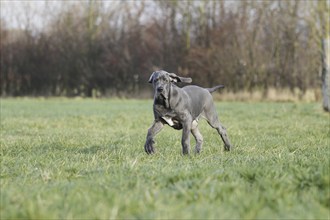 Great Dane