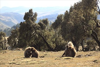 In the highlands of Abyssinia, in the Semien Mountains, landscape in the Semien Mountains National