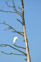 Great egret (Casmerodius albus), resting, adult bird, in a tree, subsidence area, Bottrop, Ruhr