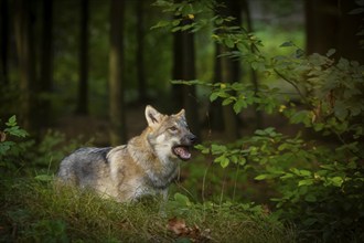 Moritzburg Game Reserve, Moritzburg, Saxony, Germany, Europe