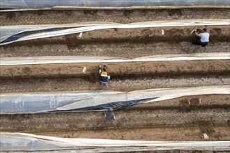 Asparagus harvest in the Rhineland, asparagus pickers at work in an asparagus field covered with