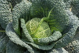 Agriculture, Savoy cabbage heads growing in a field