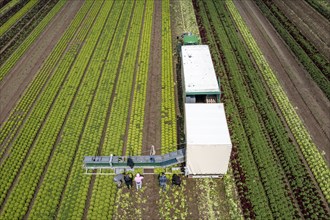 Harvesting Lollo Bianco lettuce, harvest workers cut off the lettuce heads, clean them and put them