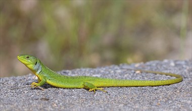 Balkan green lizard (Lacerta trilineata), lizard, lizard, reptile, (Lacerta bilineata), Lesbos,