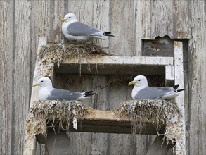 Black-legged kittiwake (Rissa tridactyla), breeding birds on nests, built on fishing harbour