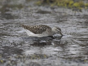 Wood Sandpiper (Tringa glareola), adult, foraging in a stream, May, Finnmark, Norway, Europe