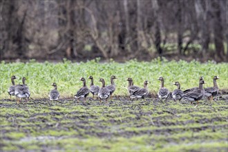 Greater white-fronted geese (Anser albifrons), Emsland, Lower Saxony, Germany, Europe