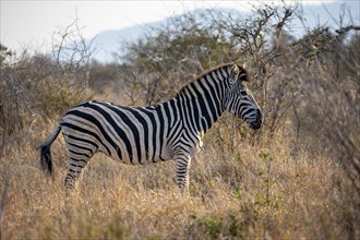 Plains zebra (Equus quagga) in tall grass, Kruger National Park, South Africa, Africa