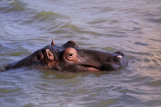 Hippopotamus (Hippopatamus amphibius), adult, in water, resting, portrait, Saint Lucia Estuary,