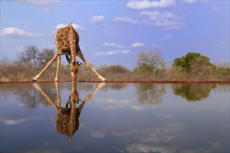 Southern giraffe (Giraffa camelopardalis giraffa), adult, drinking, at the water, Kruger National