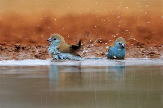 Angolan butterfly finch (Uraeginthus angolensis), blue-eared butterfly finch, adult, two birds, at