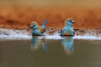 Angolan butterfly finch (Uraeginthus angolensis), blue-eared butterfly finch, adult, two birds, at