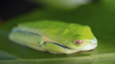 Red-eyed tree frog (Agalychnis callidryas), sleeping on a bla, Heredia province, Costa Rica,