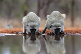 Vervet Monkey (Chlorocebus pygerythrus), adult, two animals, drinking, at the water, Kruger