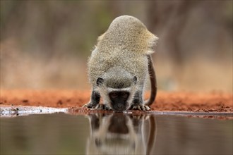 Vervet Monkey (Chlorocebus pygerythrus), adult, drinking, at the water, Kruger National Park,