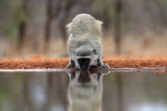 Vervet Monkey (Chlorocebus pygerythrus), adult, drinking, at the water, Kruger National Park,