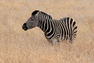 Burchell's zebra (Equus quagga burchelli), Burchell's zebra, adult, feeding, Kruger National Park,