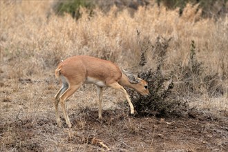 Steenbok (Raphicerus campestris), adult, male, feeding, vigilant, dwarf antelope, Kruger National