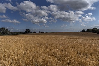 Mature barleys (Hordeum vulgare), cloudy sky, Vitense, Mecklenburg-Vorpommern, Germany, Europe